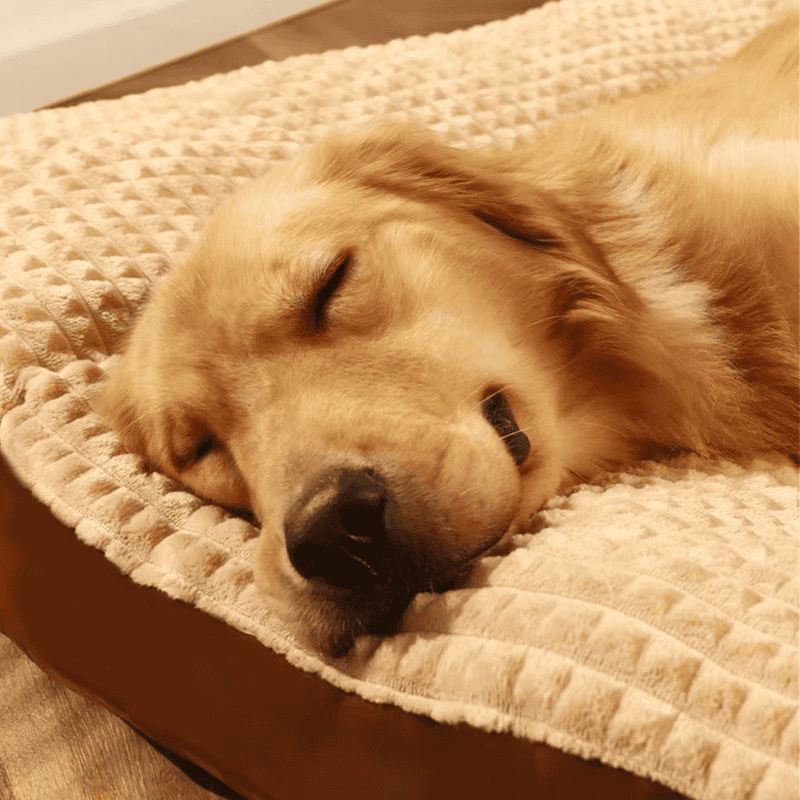 SnuggleSoft™ Dog Bed – Plush Fleece Mat & Cushion (M-3XL)